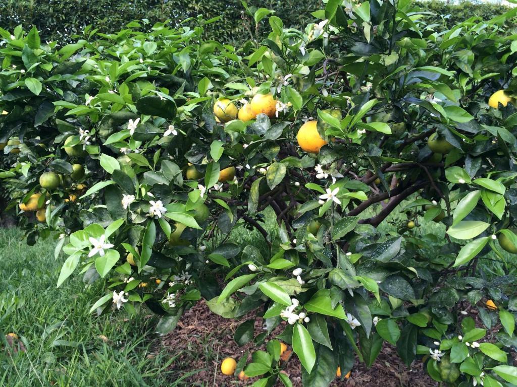 Willa Quinta De Santa Clara Ponta Delgada Zewnętrze zdjęcie